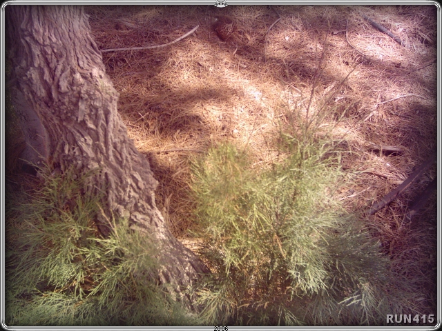 = Needles =
Nice colours and texture.