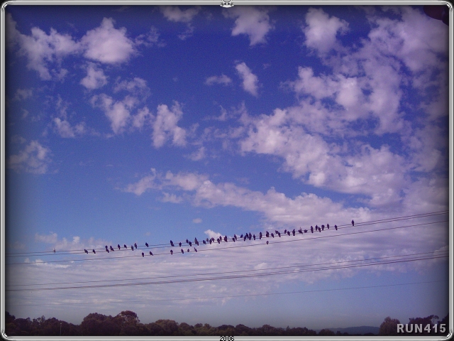 = Birds On A Wire =
