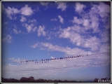= 006 Birds On A Wire =