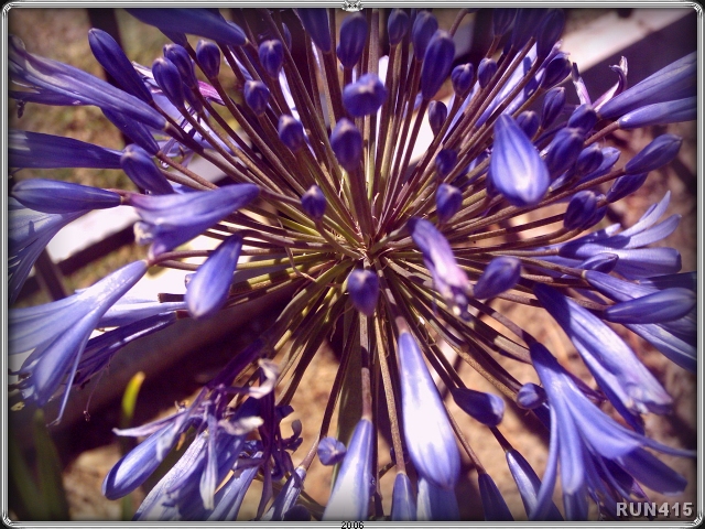 = Purple Flower =
Dig the shapes.