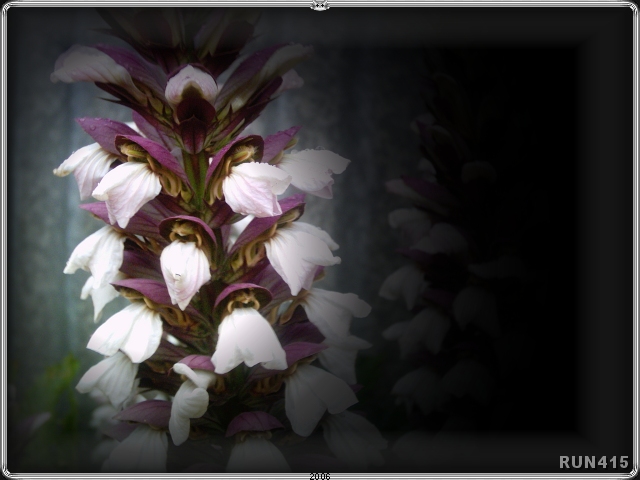 = Flower =
This plant grows under the fence in my backyard.
Really like the texture in this.
Would make a good greeting card or background...
...with all that room for text on the right :)