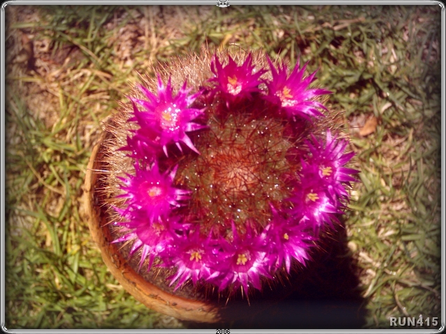 = Cactus Flower =
Flowers annually, for a very short time, every summer.