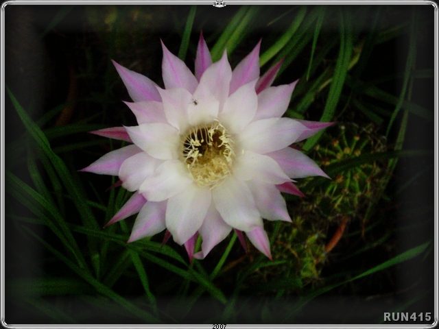= Cactus Flower =
These lovely flowers only appear every few years...
and only last a few days.