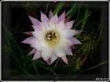 = 002 Cactus Flower =