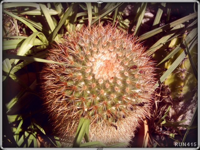 = Cactus =
You can see it flowering in the 2006 Gallery - Image 016