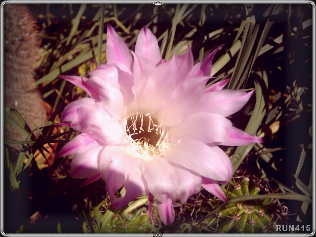 = Cactus Flower =
These lovely flowers only appear every few years...
and only last a few days.