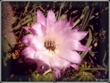 = 007 Cactus Flower =