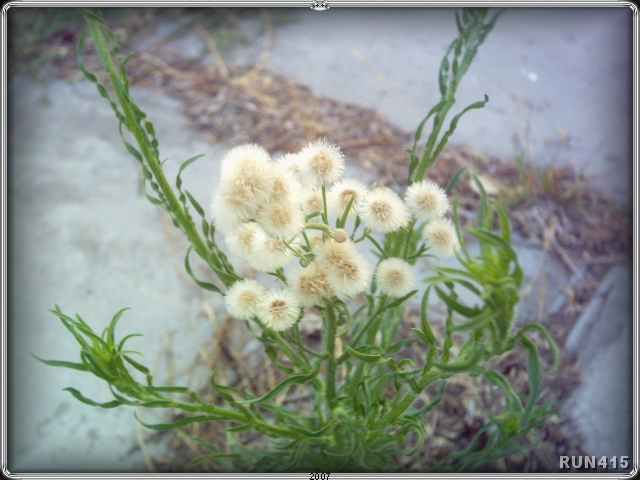 = Hardy Plant =
These fuzzy lil dandy-like critters can grow just about anywhere.
Here they're popping up thru cracks in the concrete.
And somehow they survive our searing summers?
Not very exciting but I like the textures in this shot.
