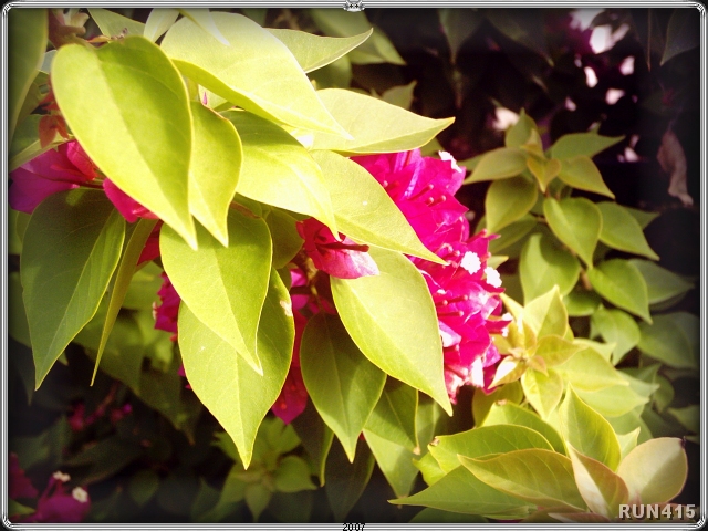 = Plant =
I really like this plant for some reason.
Not sure what species it is.