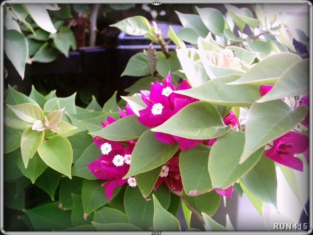 = Plant =
Unknown species...but it looks good.