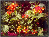 = 019 Lantana =