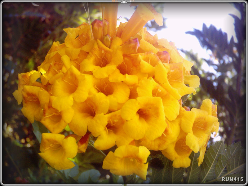 = Magnificent Yellow Trumpets =