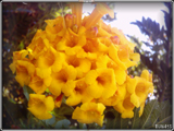 = 021 Yellow Trumpets =