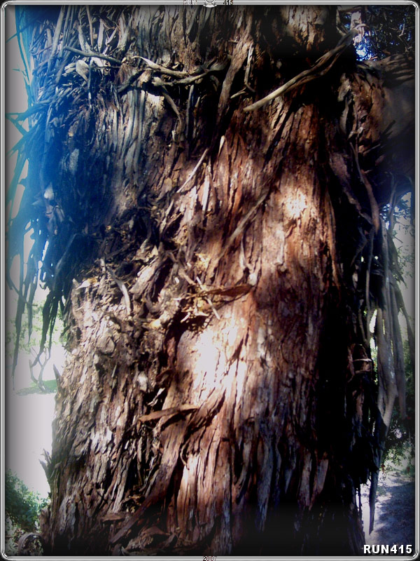 = Tree Bark =
My fascination with bark continues...