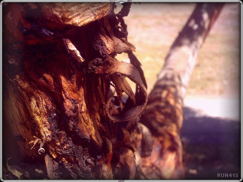 = Bark Texture =
Lovely curl and colours.