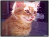 = Orange Kitty =