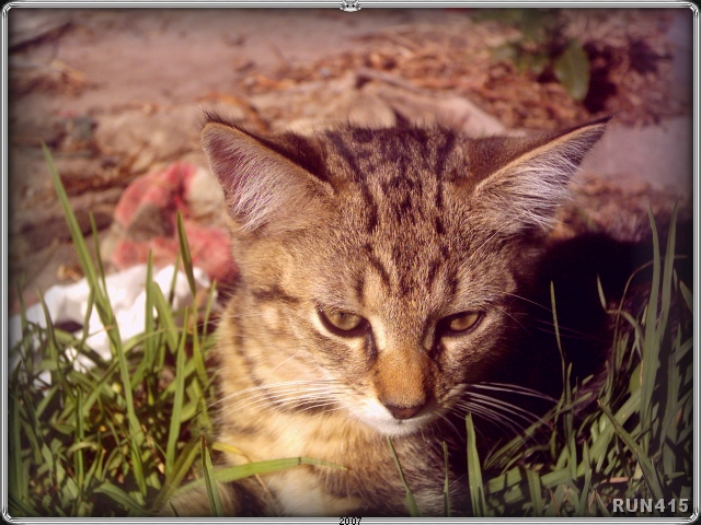 = Emu =
He looked like an emu chick when he was born.
Eeemganu :)