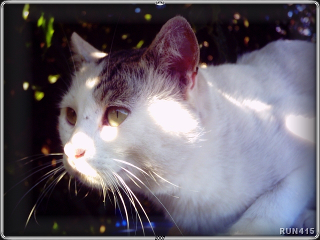 = Blacky Boy Stalk =
This cat is cheeky and a major pain in the arse.
But I still love him.