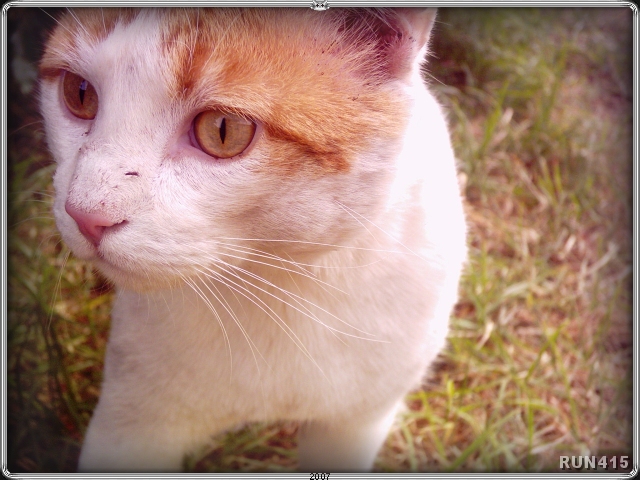 = Whitey =
This is a tom (not mine) who pops by most nights.
He's a really weird cat - makes this cute yowling noise.
I used to run him off...
...but now he's my friend and I can pat him.
This cat taught me a lesson in tolerance and nobility.
He's probably fathering some of my kittens.
Note the gigantic broad head and amazing eyes.