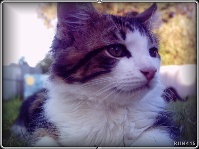 = Dogs =
I call him 'Dawgs' :)
He reminds me of...
and behaves like...
a husky dog.