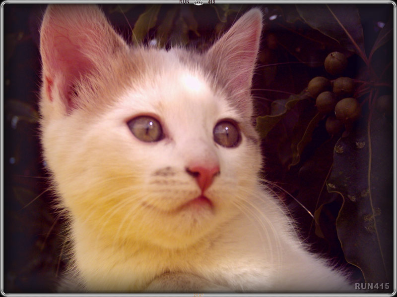 = 016 =
Mr Botibol
Sad looking cat?
Dec 2006