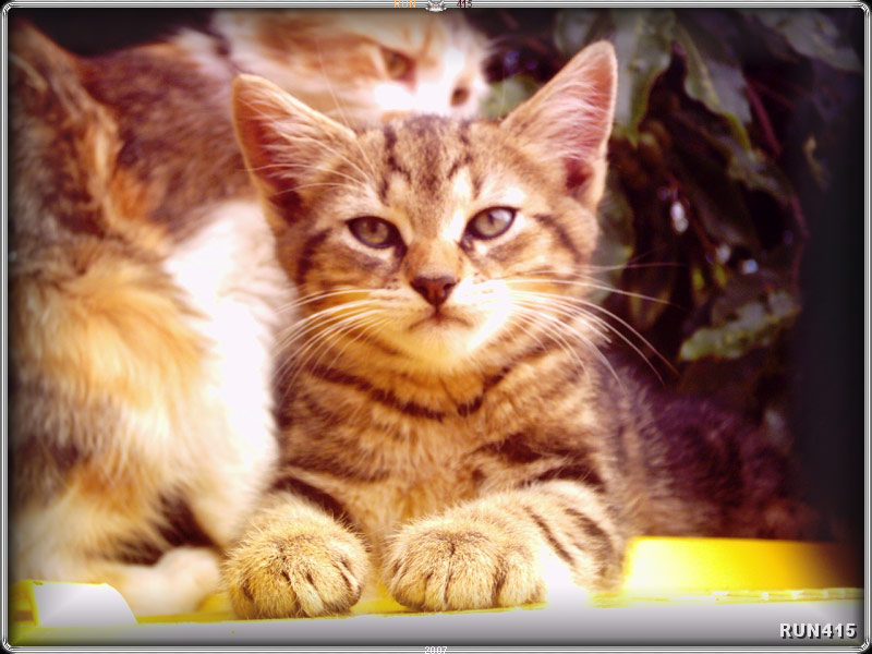 = 017 =
Emu
Dec 2006