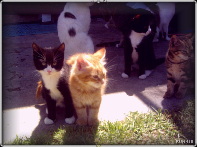 = 018 =
The B+W twin looks really cute.
Look at his funny head.
Dec 2006