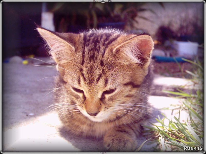 = 019 =
Emu
Dec 2006