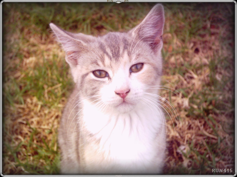 = 020 =
Mousey Cat
Dec 2006