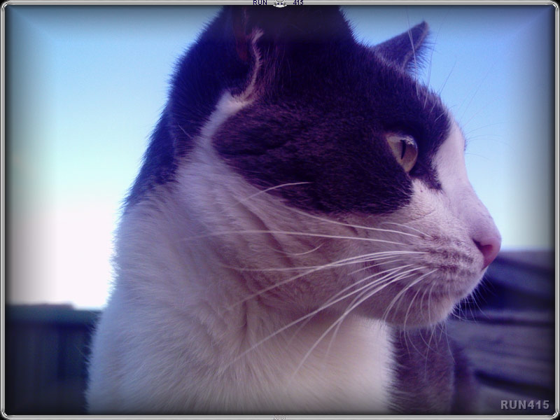 = 022 =
Koala - The Best Cat
Feb 2007