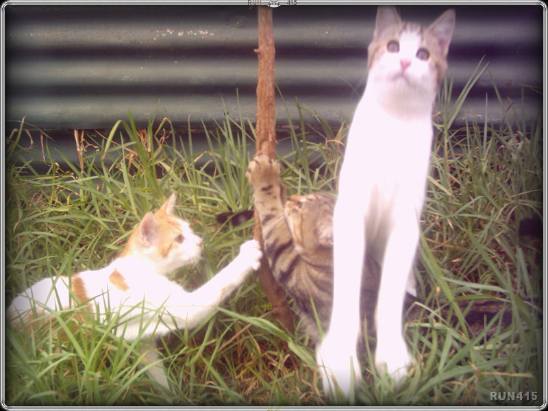 = 024 =
Zippy...jumping.
The photo has NOT been edited - weird!
This is the way it came out of the camera.
March 2007