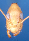 African Camponotus