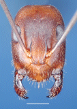 African Camponotus